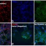 Thermo Fisher Scientific F(ab`)2-Goat anti-Mouse IgG (H+L) Cross-Adsorbed Secondary Antibody, Alexa Fluor 647