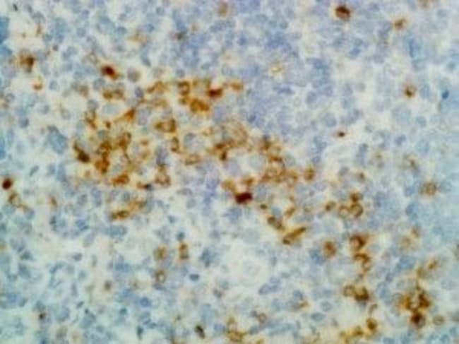 Thermo Fisher Scientific Rabbit anti-Human IgG (Heavy chain) Recombinant Secondary Antibody, Biotin