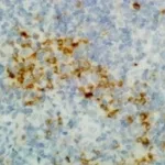 Thermo Fisher Scientific Rabbit anti-Human IgG (Heavy chain) Recombinant Secondary Antibody, Biotin