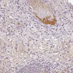Merck Anti-C1QB antibody produced in rabbit