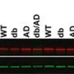 Merck ANTI-GLIAL FIBRILLARY ACIDIC PROTEIN,D&