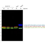 Thermo Fisher Scientific Goat anti-Mouse IgM (Heavy chain) Cross-Adsorbed Secondary Antibody, Alexa Fluor 546