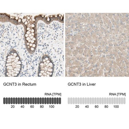 Merck Anti-GCNT3 antibody produced in rabbit