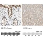 Merck Anti-GCNT3 antibody produced in rabbit