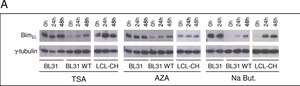 Merck MONOCLONAL ANTI-GAMMA-TUBULIN, CLONE GT&