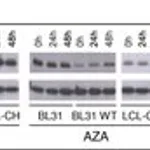 Merck MONOCLONAL ANTI-GAMMA-TUBULIN, CLONE GT&