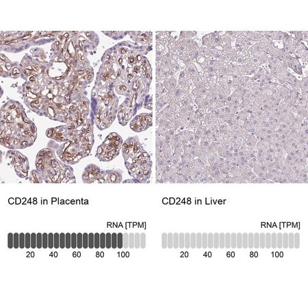 Merck Anti-CD248 antibody produced in rabbit