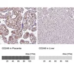 Merck Anti-CD248 antibody produced in rabbit