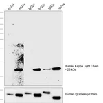Thermo Fisher Scientific Mouse anti-Human Kappa Light Chain Secondary Antibody