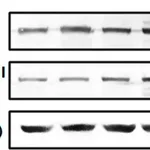 Merck MOUSE MONOCLONAL ANTI-COLLAGEN TYPE 1, &