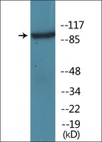 Merck ANTI-PHOSPHO-IL-4R/CD124 (PTYR497)