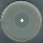 Merck Mueller-Hinton Agar 2NutriSelect Plus