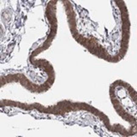 Merck Anti-TMTC4 antibody produced in rabbit