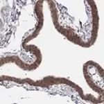 Merck Anti-TMTC4 antibody produced in rabbit