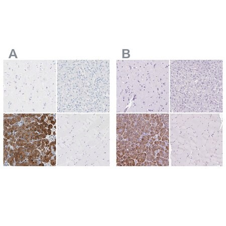 Merck Anti-CEL antibody produced in rabbit