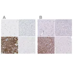 Merck Anti-CEL antibody produced in rabbit