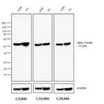 Thermo Fisher Scientific Chicken anti-Rat IgG (H+L) Secondary Antibody, AP