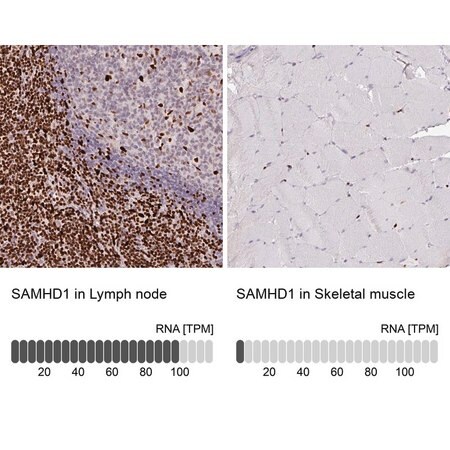 Merck Anti-SAMHD1 antibody produced in rabbit
