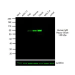 Thermo Fisher Scientific Goat anti-Human IgM Cross-Adsorbed Secondary Antibody, DyLight 800