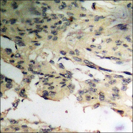Merck Anti-phospho-p27 Kip1 (pThr198) antibody produced in rabbit