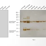 Thermo Fisher Scientific Rabbit anti-Guinea Pig IgG (H+L) Secondary Antibody, HRP