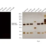 Thermo Fisher Scientific Goat anti-Rabbit IgG (Heavy chain) Superclonal Secondary Antibody, Alexa Fluor 555