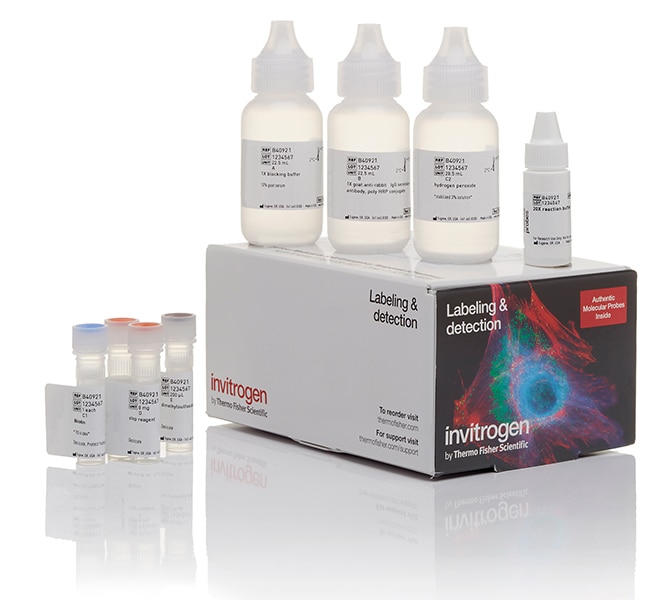 Thermo Fisher Scientific Biotin XX Tyramide SuperBoost Kit, goat anti-rabbit IgG