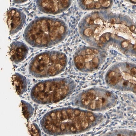 Merck Anti-PLAU antibody produced in rabbit
