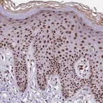 Merck Anti-THOC2 antibody produced in rabbit