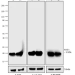 Thermo Fisher Scientific F(ab`)2-Goat anti-Mouse IgG (H+L) Secondary Antibody, AP