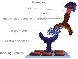 Merck EGG WHITE AVIDIN, PEROXIDASE CONJUGATE