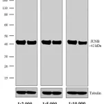 Thermo Fisher Scientific Sheep anti-Rabbit IgG (H+L) Secondary Antibody, HRP