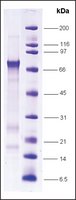 Merck MDM2, HIS TAGGED HUMAN