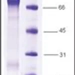 Merck MDM2, HIS TAGGED HUMAN