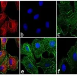 Thermo Fisher Scientific Donkey anti-Rat IgG (H+L) Cross-Adsorbed Secondary Antibody, DyLight 650