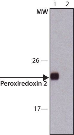 Merck Anti-Peroxiredoxin 2 (C-terminal) antibody produced in rabbit