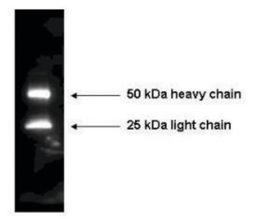 Merck Anti-Mouse IgG (H+L)-Peroxidase antibody produced in rabbit