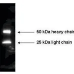 Merck Anti-Mouse IgG (H+L)-Peroxidase antibody produced in rabbit