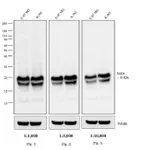 Thermo Fisher Scientific Chicken anti-Mouse IgG Fab Secondary Antibody, HRP