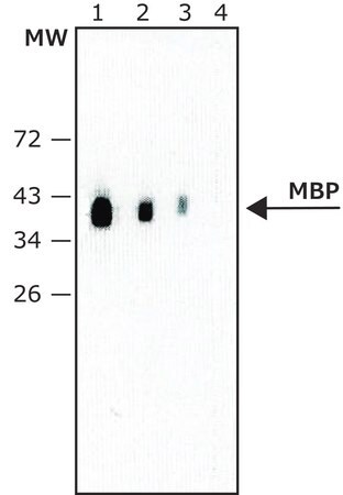 Merck Monoclonal Anti-Maltose Binding Protein (MBP) antibody produced in rat