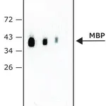 Merck Monoclonal Anti-Maltose Binding Protein (MBP) antibody produced in rat