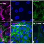 Thermo Fisher Scientific Goat anti-Mouse IgM (Heavy chain) Secondary Antibody, Alexa Fluor 647