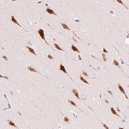 Merck Anti-RPL41 antibody produced in rabbit