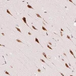 Merck Anti-RPL41 antibody produced in rabbit