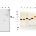 Thermo Fisher Scientific Goat anti-Human IgA Secondary Antibody, HRP