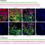 Thermo Fisher Scientific Goat anti-Human IgG (H+L) Cross-Adsorbed Secondary Antibody, Alexa Fluor 594