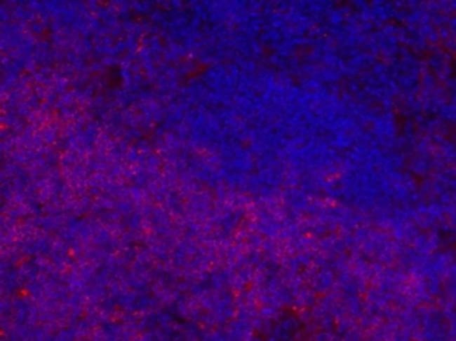 Thermo Fisher Scientific Mouse anti-Rat IgG2b Secondary Antibody, eFluor 660, eBioscience