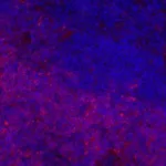 Thermo Fisher Scientific Mouse anti-Rat IgG2b Secondary Antibody, eFluor 660, eBioscience