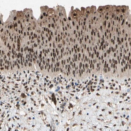 Merck Anti-PML antibody produced in rabbit