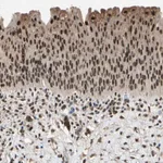 Merck Anti-PML antibody produced in rabbit